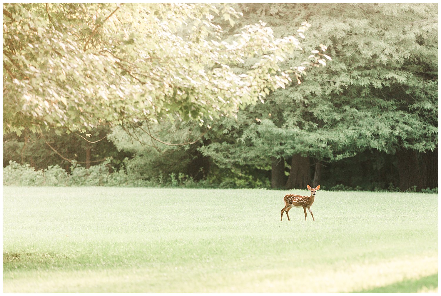 deer on wedding property